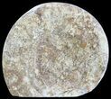 Cut and Polished Lower Jurassic Ammonite - England #62569-1